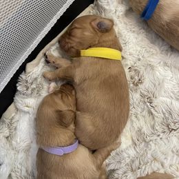 Golden Retriever Puppies from Tradershire Goldens