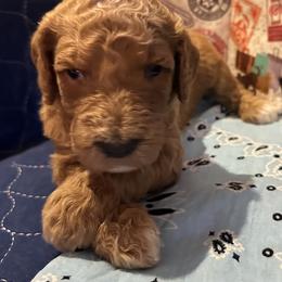 Goldendoodle All Grown Up from Pomegranate Doodles