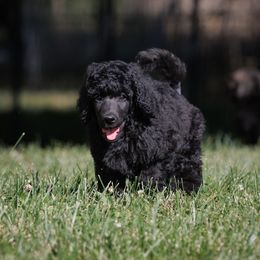 Poodle Puppies from Mystic Moon Poodles