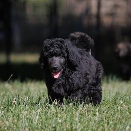 Poodle Puppies from Mystic Moon Poodles