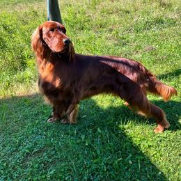 Willow - Irish Setter