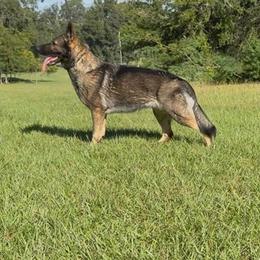 Mylie - German Shepherd