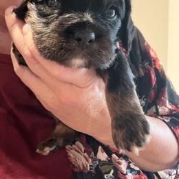 Cavalier King Charles Spaniel Puppies from 5dubs Cavaliers