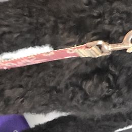 Goldendoodles and Poodles from Lisa Marie's Poodles & Doodles