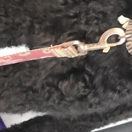Goldendoodles and Poodles from Lisa Marie's Poodles & Doodles