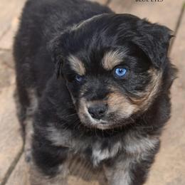 Gunner - Black tri male Miniature Australian Shepherd puppy in Patterson, North Carolina from DreamLine Aussies
