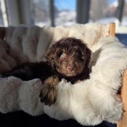 Pineapple - Brown and white male Aussiedoodle puppy in North Royalton, Ohio from Johnson's Doodles