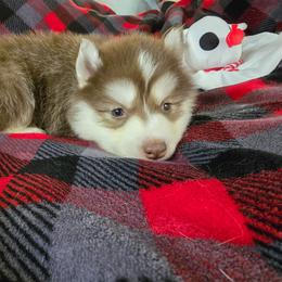 Ember - Red and white female Siberian Husky puppy in Kansas City, Missouri from Anuun's Huskies