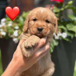 Red - Dark golden male Golden Retriever puppy in Calistoga, California from Willow’s AKC Golden Retrievers