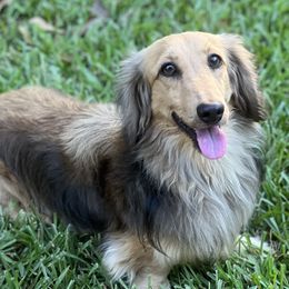 Timber - Dachshund