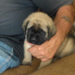 Bulldog and Mastiff Puppies from Rosehill Mastiffs & Bulldogs