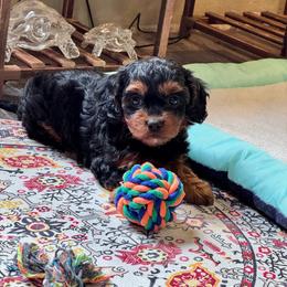 Poppy - Black and tan female Cavapoo puppy in Macomb, Missouri from Hunter's Puppies