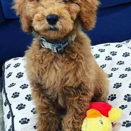 Goldendoodles and Labradoodles from Dreamy Doodles