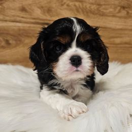 AKC Mars - Tri-color male Cavalier King Charles Spaniel puppy in Bonney Lake, Washington from House of Happy Cavaliers