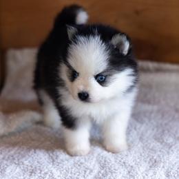 Pomsky Puppies from Foxfire Arctic Spitz