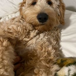 Goldendoodle and Poodle All Grown Up from Rainbow Poodles and Doodles of Oklahoma