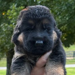 Male - Black and red male German Shepherd puppy in Winchester, Kentucky from Drache Feld