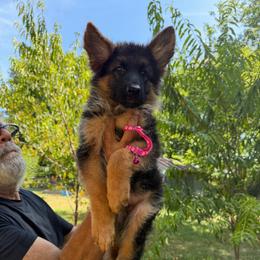 Female 1 - Black and red female German Shepherd puppy in Dallas, Texas from Sam's Highest Quality Shepherds