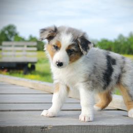 Australian Shepherd Puppies from Real McCoy Australian Shepherds