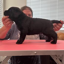 Mr green - Black male Labrador Retriever puppy in Menifee, California from The Golden Leash Kennels