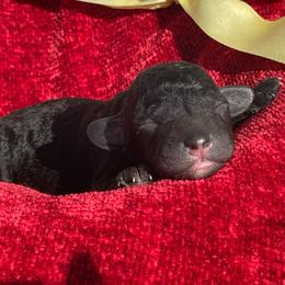 Cola - Black female Labradoodle puppy in St George, Utah from Terra's Swann's Kennels