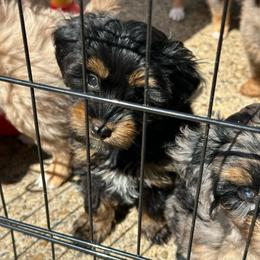 Blackie - Black tri-color male Aussiedoodle puppy in Charlestown, Indiana from Forever Aussies and A Doodle