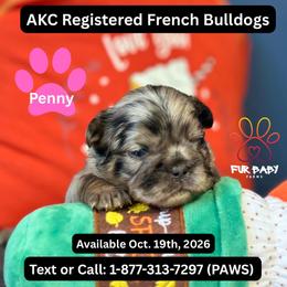 Penny - Tricolors female French Bulldog puppy in Michigan from Fur Baby Farms