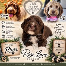 River - Black Collar - Brown and white male Bernedoodle puppy in Winfield, Alabama from Rose Lane Doodles