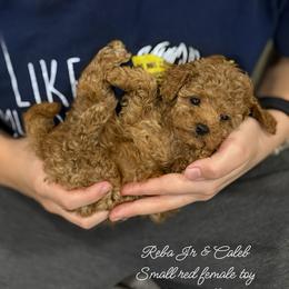 Green collar - Red  female Poodle puppy in Emmaus, Pennsylvania from KC Poodles of PA