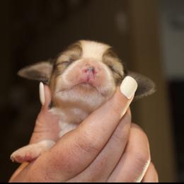 Dachshund Puppies from Crowder Doxies
