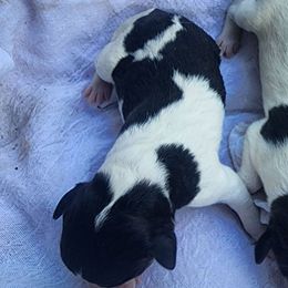 Boy 1 - Black white and tan male Rat Terrier puppy in Kennewick, Washington from SUNSHINE DECKERS WASHINGTON
