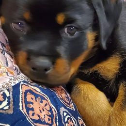 Rottweilers from Ams Working Dogs
