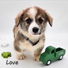 Love - Red male Pembroke Welsh Corgi puppy in Kiowa, Colorado from Cool Water Corgis LLC