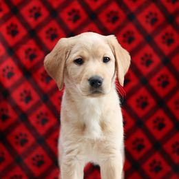 Labrador Retriever Puppies from Sun Ridge Labradors