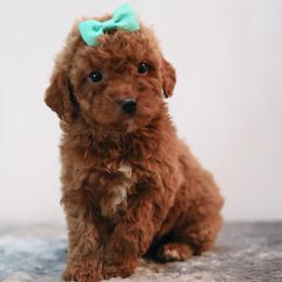Scarlett - Red female Cavapoo puppy in Apopka, Florida from Rae Precious Puppies