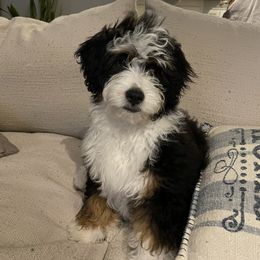 Emma - Bernedoodle
