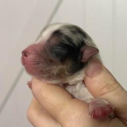 Gus - Blue merle male Miniature American Shepherd puppy in Valley Springs, California from Raindance Ranch