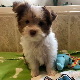 Yorkshire Terriers from Preuss Yorkies