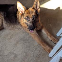 Lela Vom Naisshof - Black and red female German Shepherd puppy in Kingsley, Michigan from Legacy German Shepherds