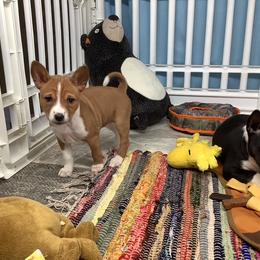 Sage - Red and white female Basenji puppy in New Albany, Indiana from My African Gems
