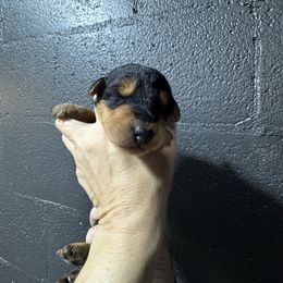 Sally aka Miss Pink - Black and tan female Airedale Terrier puppy in Mooresville, North Carolina from Farm 55