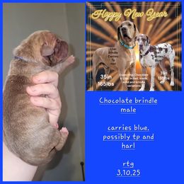 Great Dane Puppies from LakeSide Danes