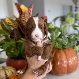 Tinsel - Red  male Goldendoodle puppy in St George, Utah from Doodle Bears of Southern Utah