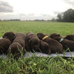 Dilute Retriever and Labrador Retriever Puppies from CKB Labradors