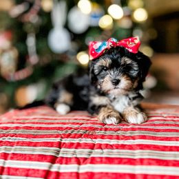 Cavapoo, Cavapoochon, and Companion Cross Puppies from Habibi Bears