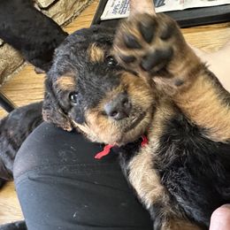 Airedale Terrier Puppies from Mystic’s Airedales