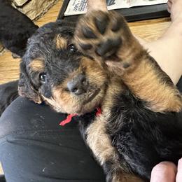 Airedale Terrier Puppies from Mystic’s Airedales