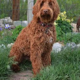 Australian Labradoodle All Grown Up from Rocky Mountain Labradoodles