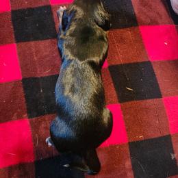 Midnight - Black and tan male Dachshund puppy in Ashland, Mississippi from Hope's pups