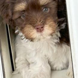 Havanese Puppies from Heavenly Havanese of Florida
